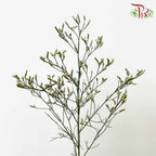 Caspia White - Pudu Ria Florist Southern