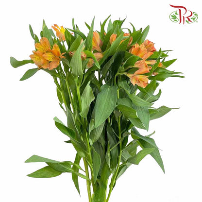 Alstroemeria Orange (9-10 Stems) - Pudu Ria Florist Southern