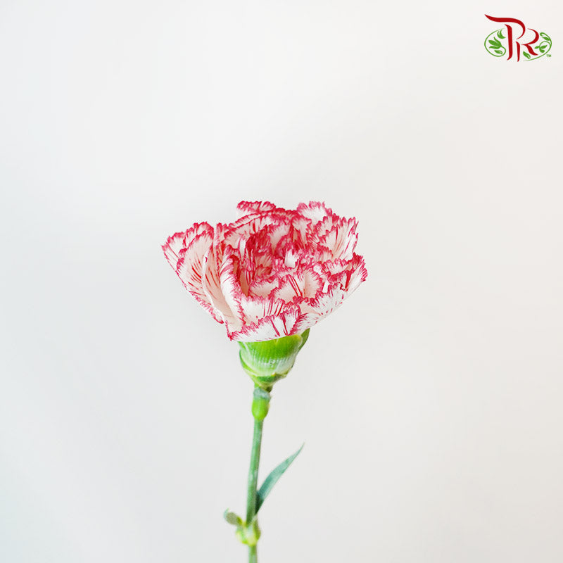 Carnation White/Red (18-20 Stems) - Pudu Ria Florist Southern