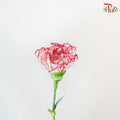 Carnation White/Red (18-20 Stems) - Pudu Ria Florist Southern