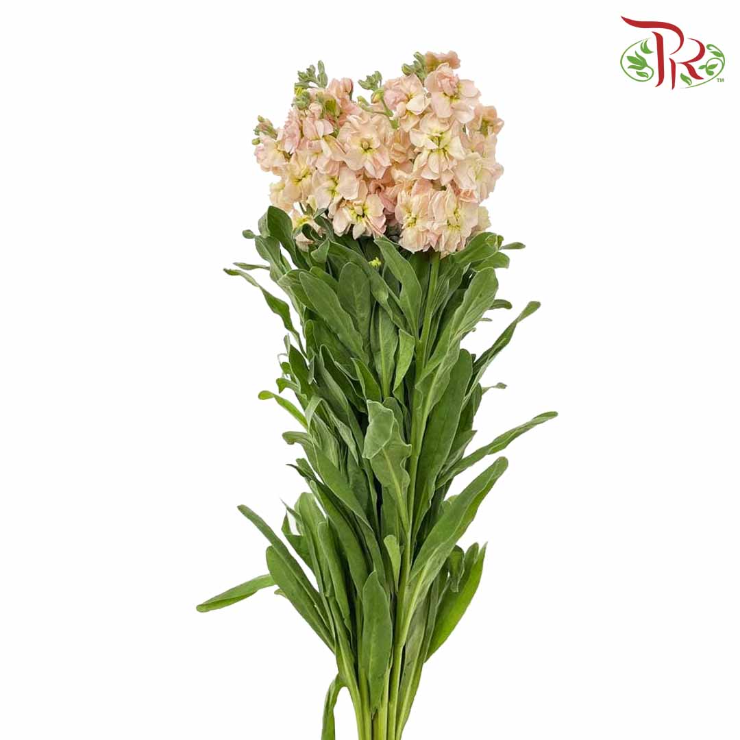 Matthiola Champagne (Per Bundle) - Pudu Ria Florist Southern