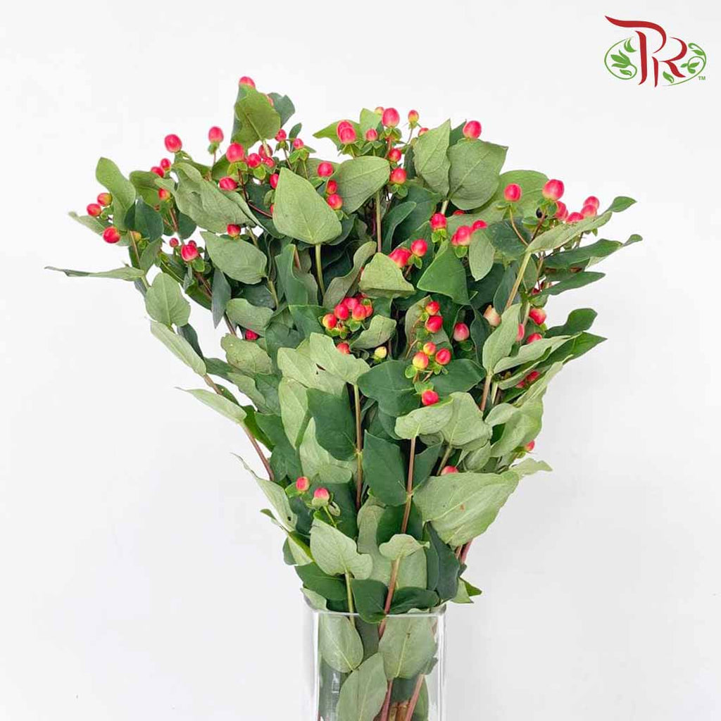 Berry Hypericum Red - Pudu Ria Florist Southern