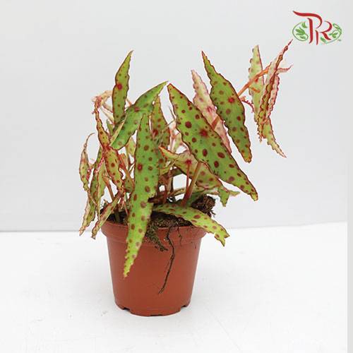 Begonia - Amphioxus - Pudu Ria Florist Southern