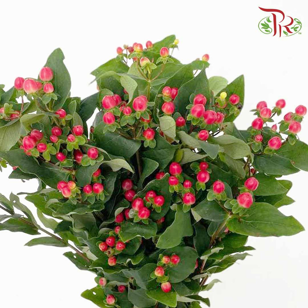 Berry Hypericum Red - Pudu Ria Florist Southern