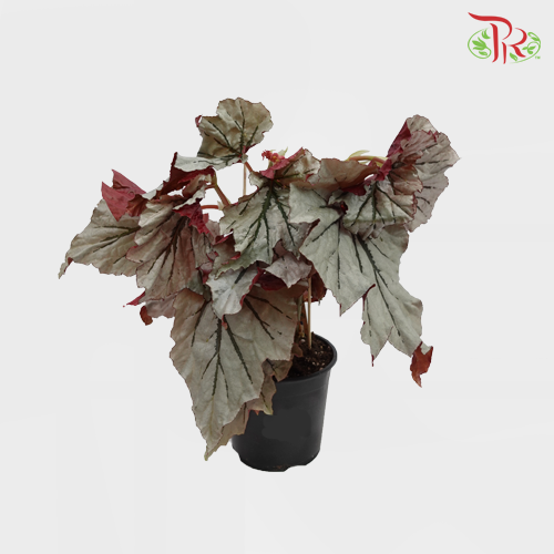 Begonia - Looking Glass - Pudu Ria Florist Southern