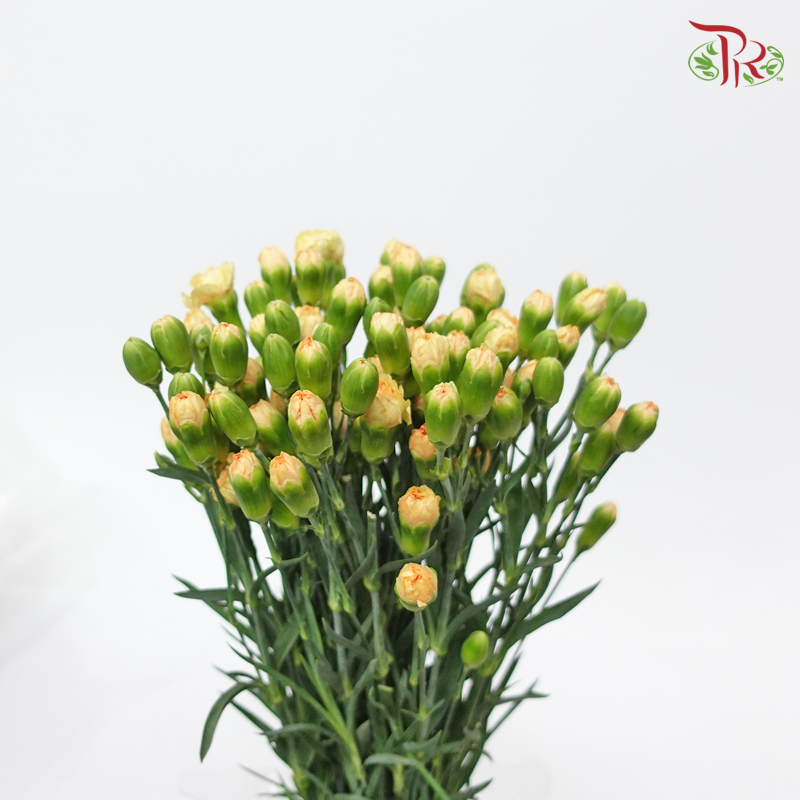 Carnation Spray Genreal (18-20 Stems) - Pudu Ria Florist Southern