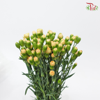 Carnation Spray Genreal (18-20 Stems) - Pudu Ria Florist Southern