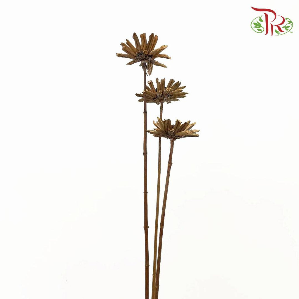 Dry Sesame Flower - Pudu Ria Florist Southern