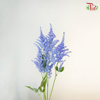 Astilbe Blue (4-5 Stems) - Pudu Ria Florist Southern