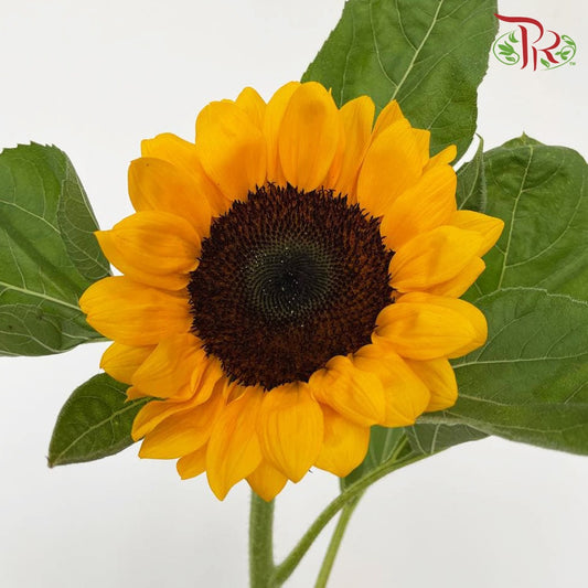 Sunflowers (5 Stems) - Pudu Ria Florist Southern