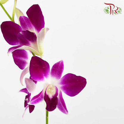 Dendrobium Orchid Purple / 5 Stems (M) - Pudu Ria Florist Southern