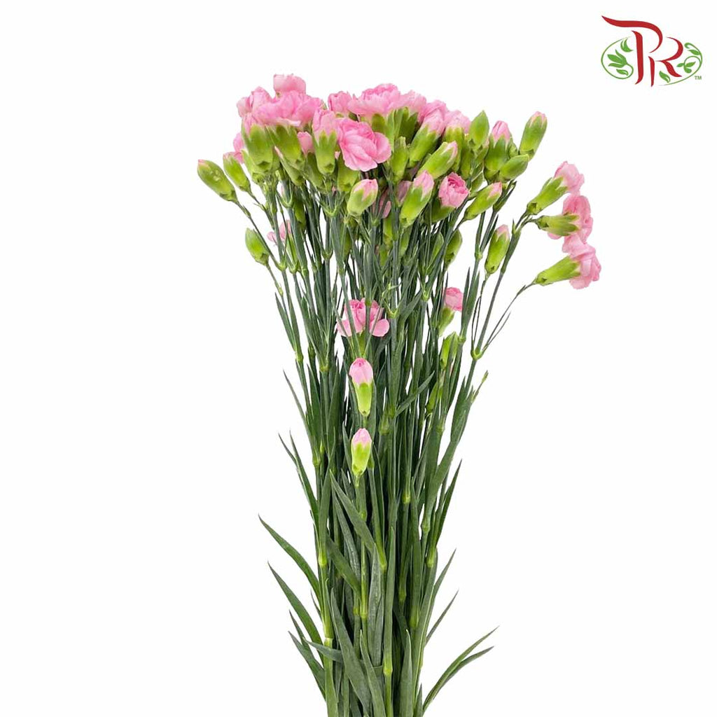 Carnation Spray Pink (18-20 Stems) - Pudu Ria Florist Southern