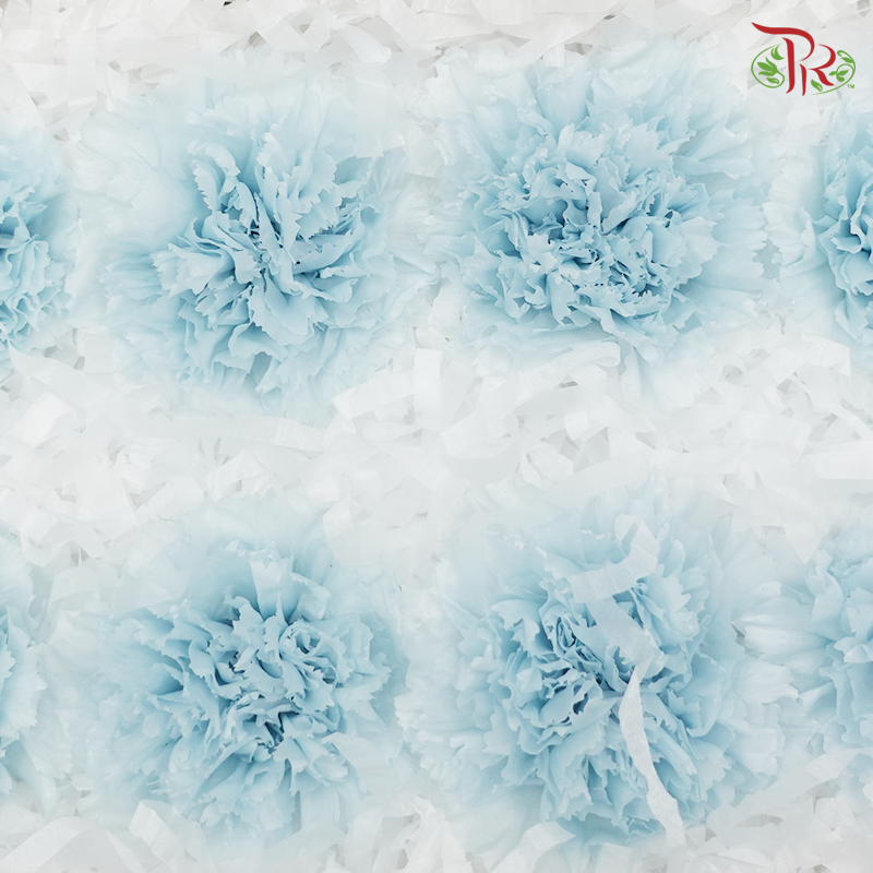 Preservative Carnation (8 Blooms) Blue - Pudu Ria Florist Southern