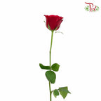 Rose Red (19-20 Stems) - Pudu Ria Florist Southern