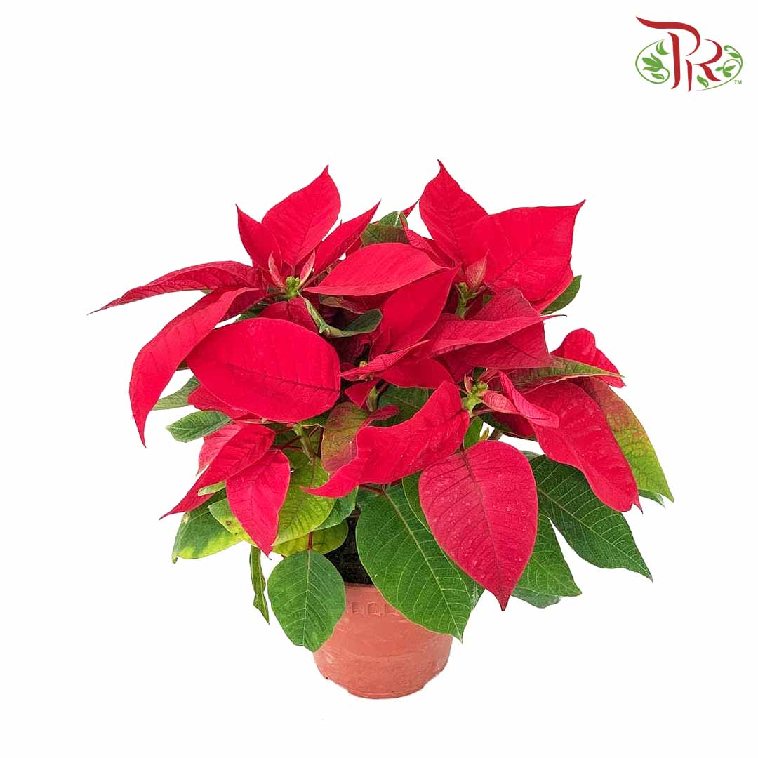Poinsettia Pot Plant - Pudu Ria Florist Southern