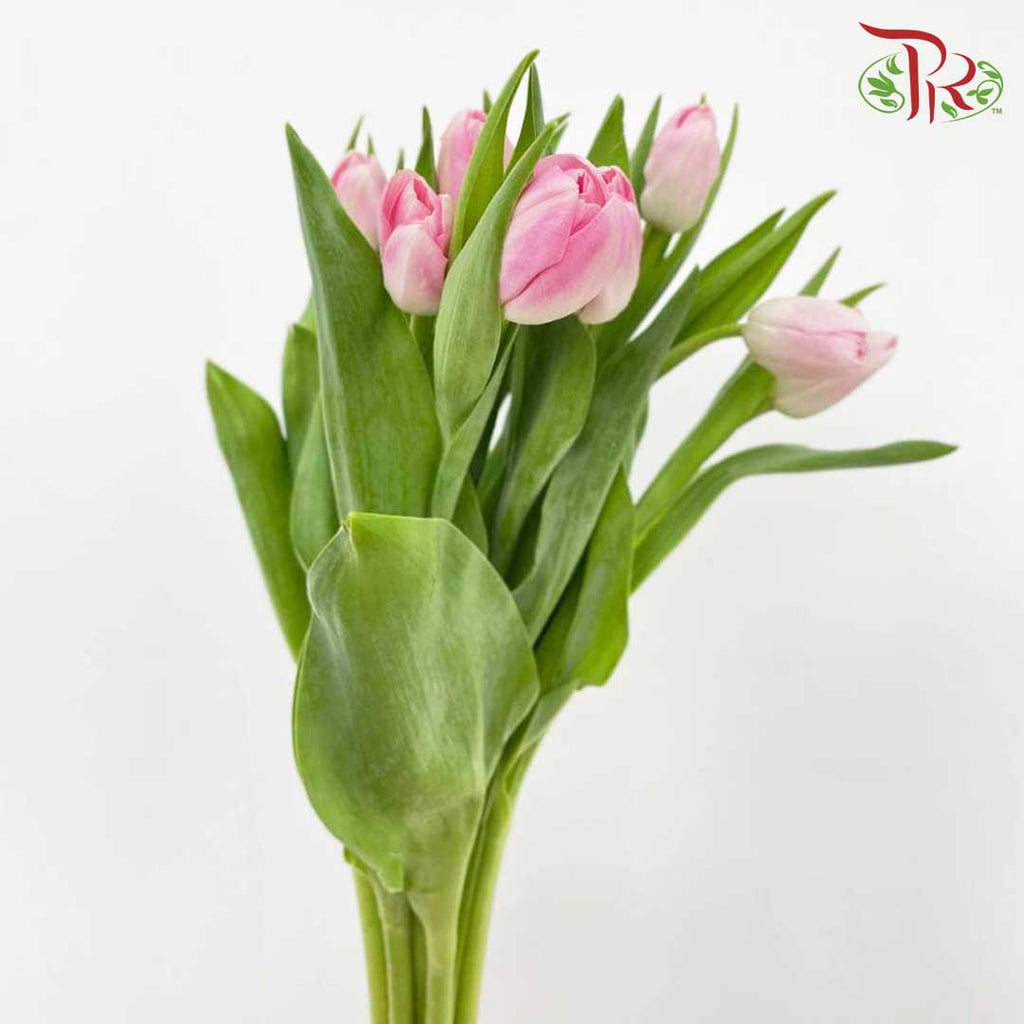 Tulip Light Pink (8-9 Stems) - Pudu Ria Florist Southern
