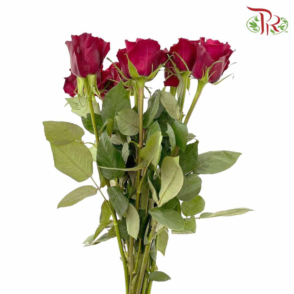 Rose Red (8-10 Stems) - Pudu Ria Florist Southern