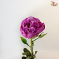Peony Purple (8-10 stems) - Pudu Ria Florist Southern