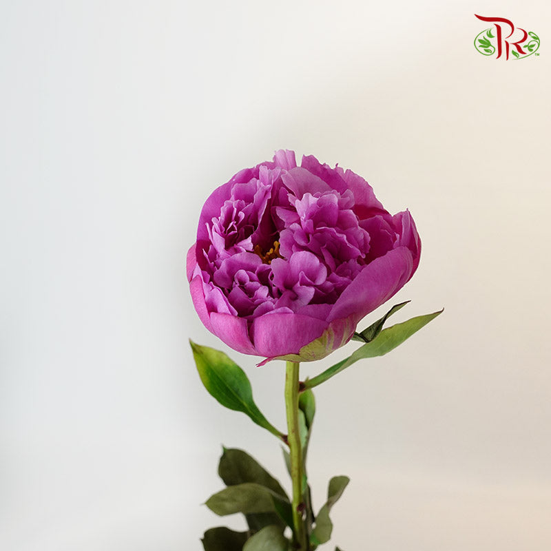Peony Purple (8-10 stems) - Pudu Ria Florist Southern