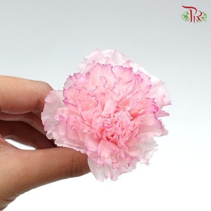 Preservative Carnation (8 Blooms) Pink - Pudu Ria Florist Southern