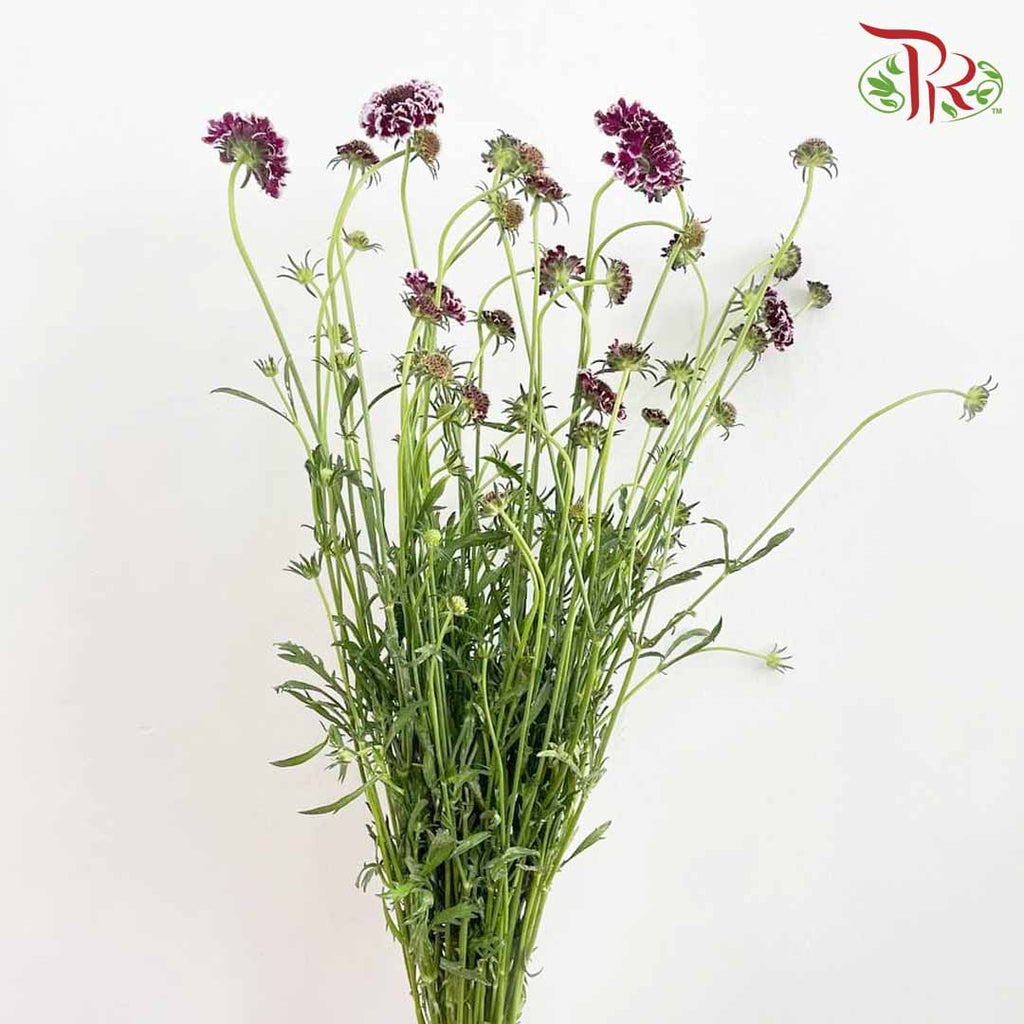 Scabiosa Colour Purple (Per Bundle) - Pudu Ria Florist Southern