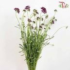 Scabiosa Colour Purple (Per Bundle) - Pudu Ria Florist Southern