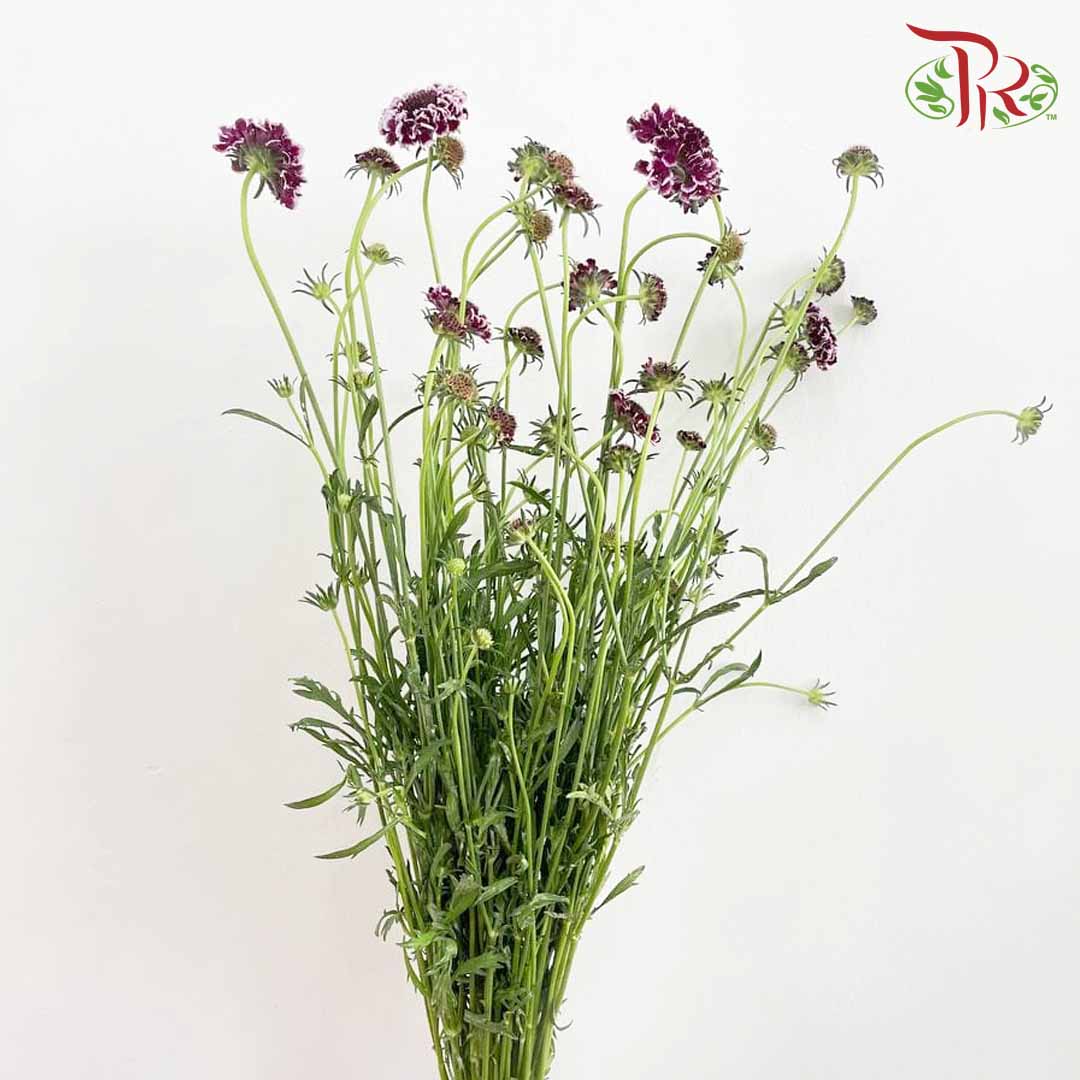 Scabiosa Colour Purple (Per Bundle) - Pudu Ria Florist Southern