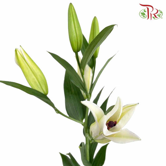 Lily White (5 Stems) - Pudu Ria Florist Southern