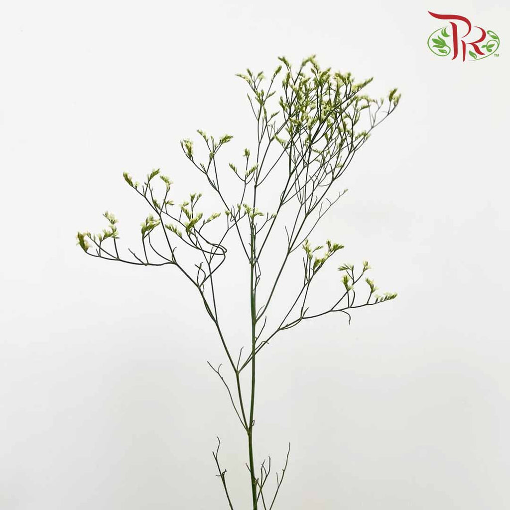 Caspia Yellow - Pudu Ria Florist Southern