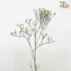 Caspia Yellow - Pudu Ria Florist Southern