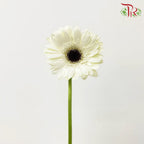 Gerbera White (8-10 Stems) - Pudu Ria Florist Southern