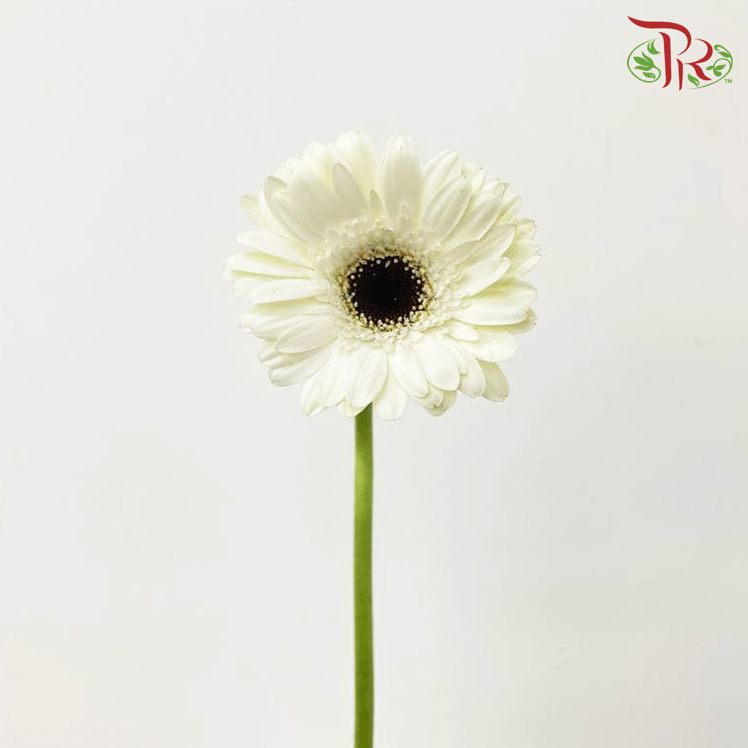Gerbera White (8-10 Stems) - Pudu Ria Florist Southern