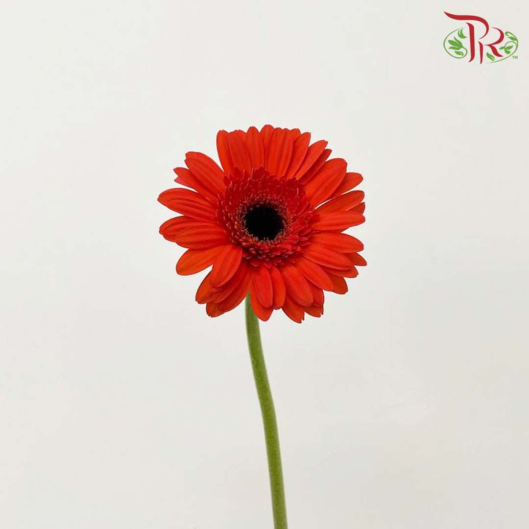 Gerbera Red (8-10 Stems) - Pudu Ria Florist Southern