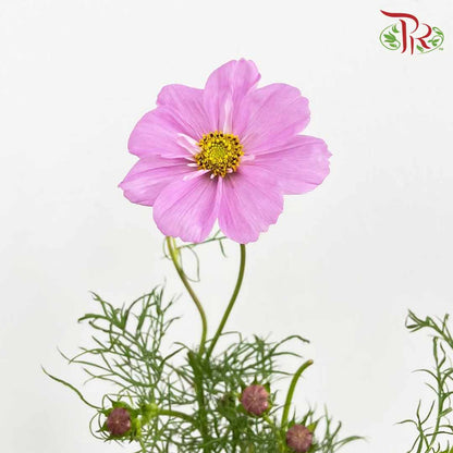 Cosmos Bipinnatus Pink (Per Bundle) - Pudu Ria Florist Southern