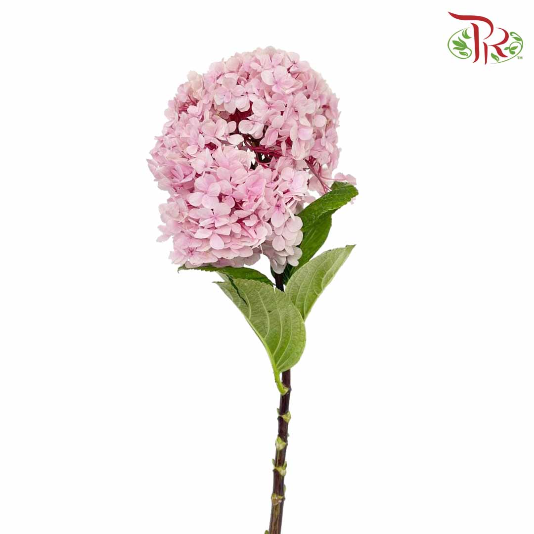 Hydrangea Light Pink / Per Stem - Pudu Ria Florist Southern