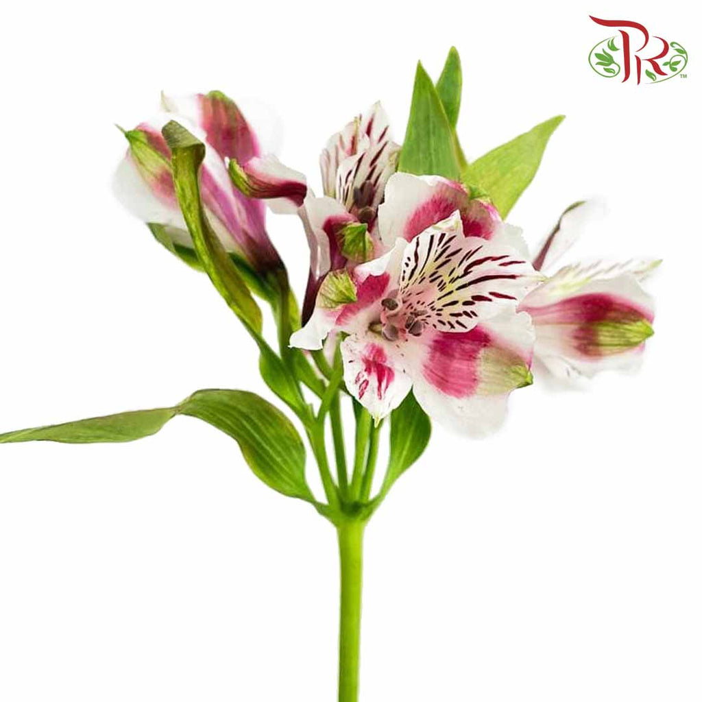 Alstroemeria Pink (9-10 Stems) - Pudu Ria Florist Southern
