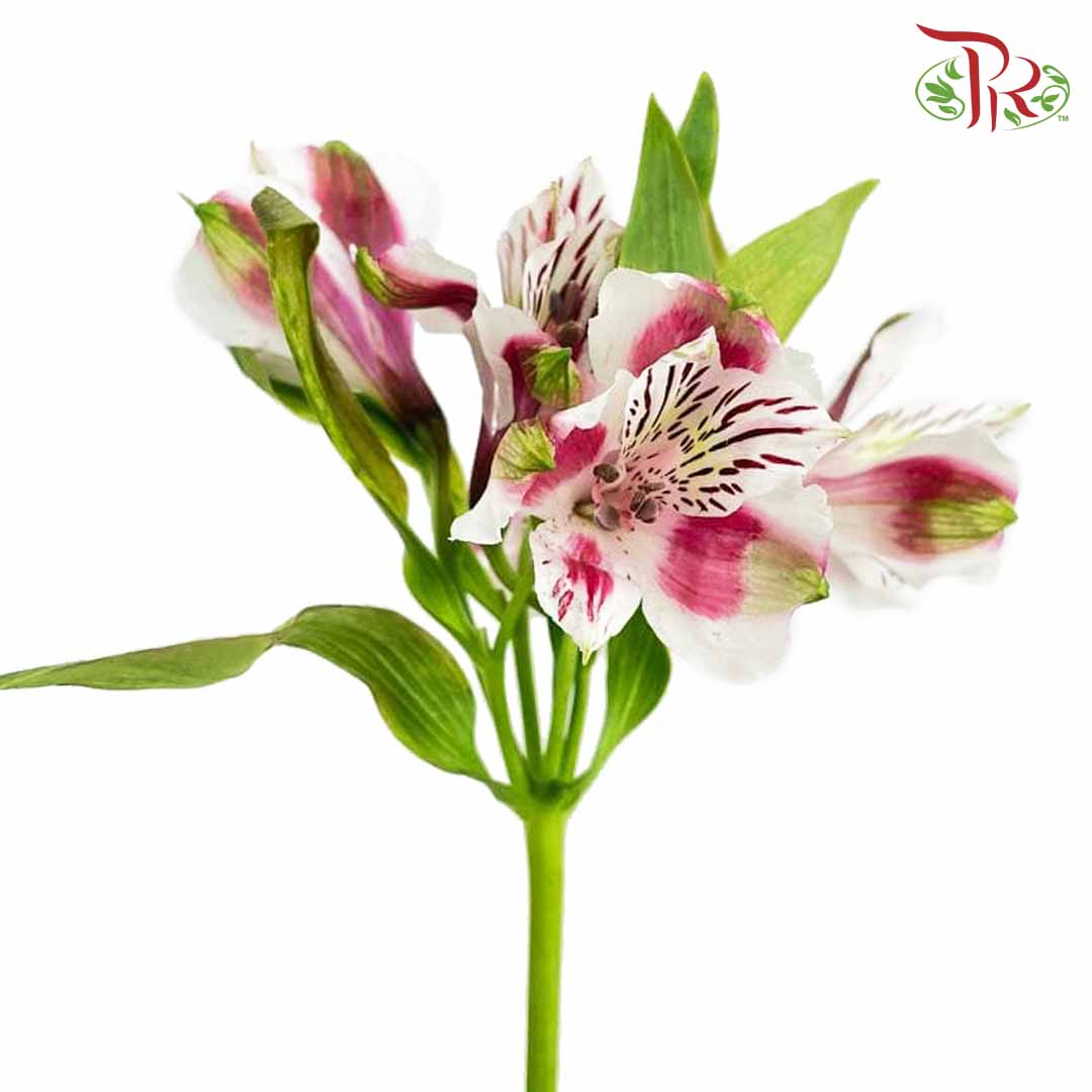Alstroemeria Pink (9-10 Stems) - Pudu Ria Florist Southern