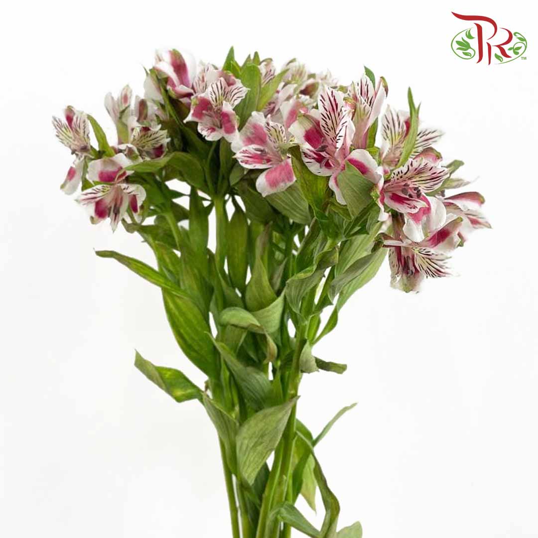 Alstroemeria Pink (9-10 Stems) - Pudu Ria Florist Southern