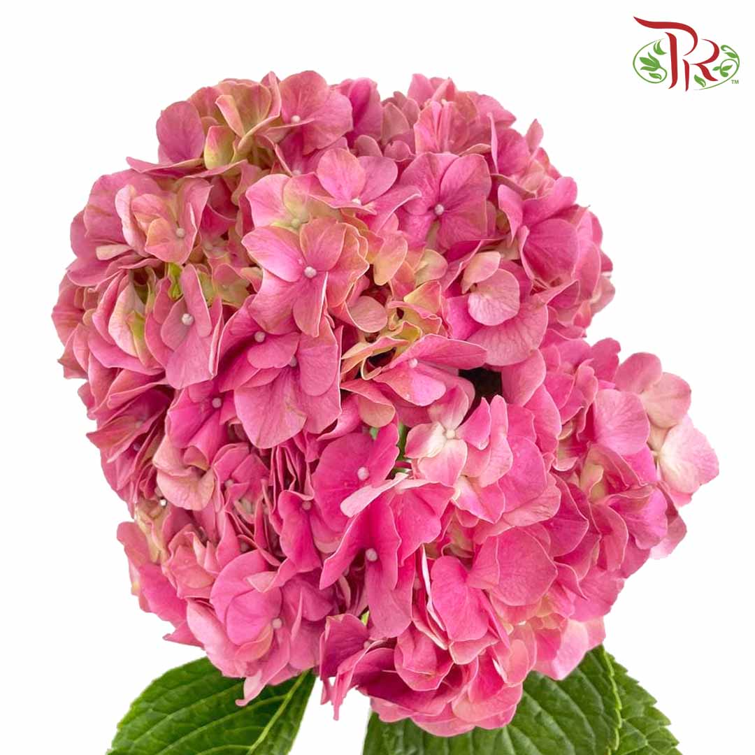 Hydrangea Cherry Pink / Per Stem - Pudu Ria Florist Southern