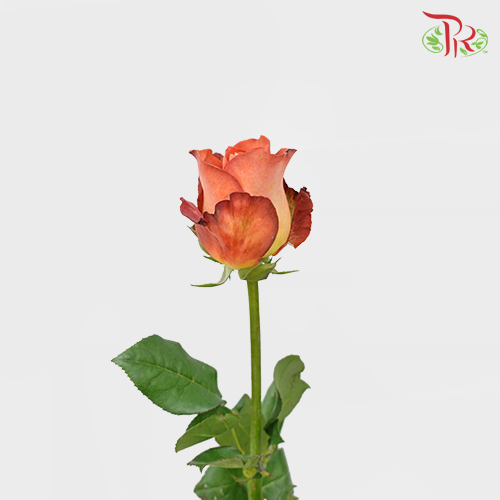 Rose Vintage (8-10 Stems) - Pudu Ria Florist Southern
