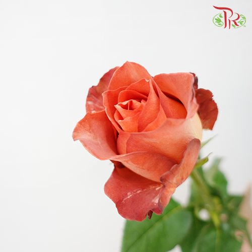 Rose Vintage (8-10 Stems) - Pudu Ria Florist Southern
