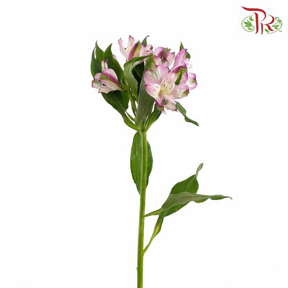 Alstroemeria Light Purple (9-10 Stems) - Pudu Ria Florist Southern