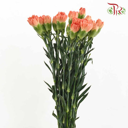 Carnation Red/Orange (18-20 Stems) - Pudu Ria Florist Southern