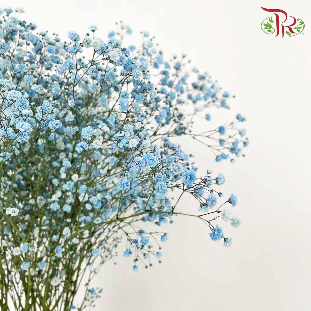 Baby's Breath Blue (8-10 Stems) - Pudu Ria Florist Southern