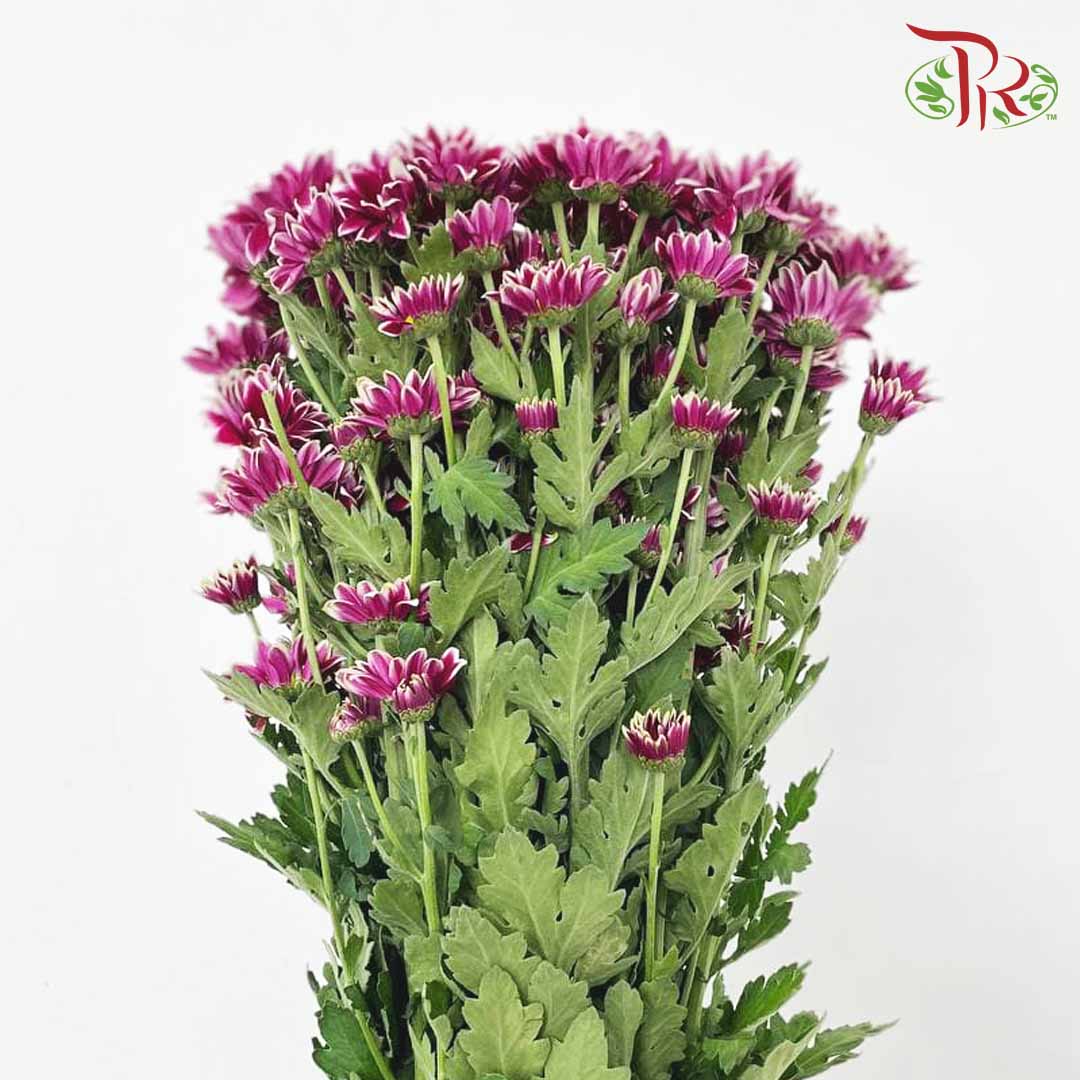 Chrysanthemum Pompom Remix Purple (10-12 Stems) - Pudu Ria Florist Southern