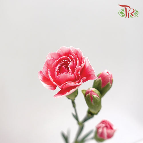 Carnation Spray Cosmo Cherry (18-20 Stems) - Pudu Ria Florist Southern
