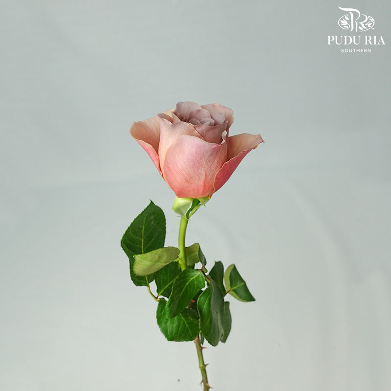 Rose Caffe Latte (8-10 Stems) - Pudu Ria Florist Southern