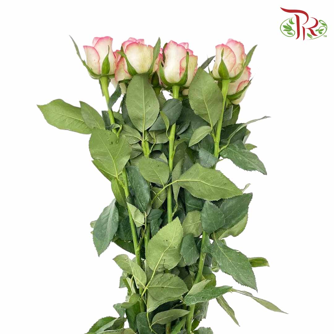Rose Essar (8-10 Stems) - Pudu Ria Florist Southern