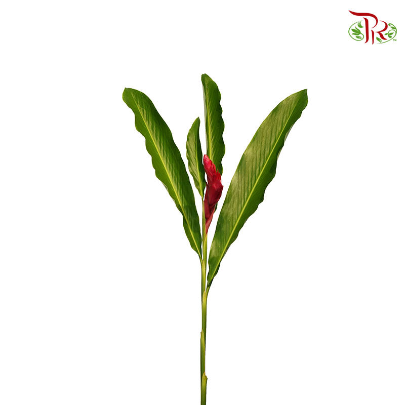 Ginger Red (5 Stems) - Pudu Ria Florist Southern