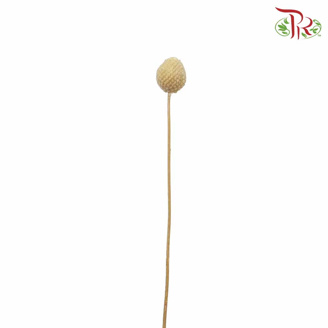 Dry Craspedia Bleached - Pudu Ria Florist Southern